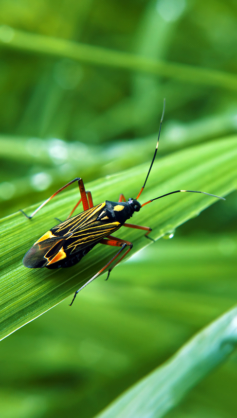 Weed Man Midland's Surface Insect Control